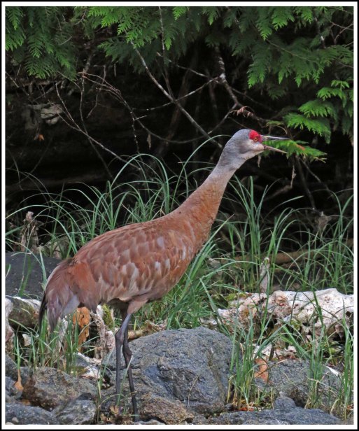 ColbySandhillJul2018-IMG_8959_edited-1