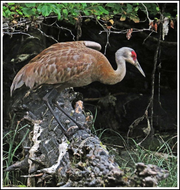 ColbySandhillJul2018-IMG_8972_edited-1