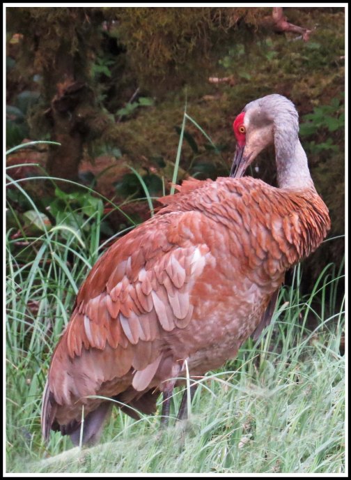 ColbySandhillJul2018-IMG_9043_edited-1