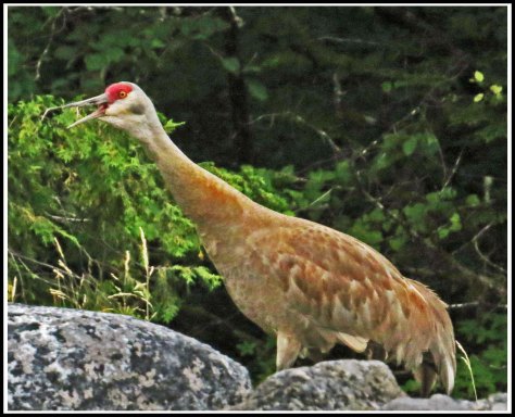 ColbySandhillJul2108-IMG_8860_edited-1