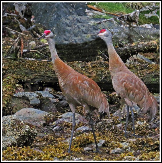 ColbySandhillsJul2018-IMG_8905_edited-1