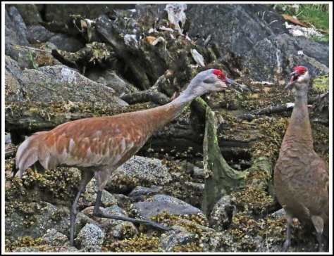 ColbySandhillsJul2018-IMG_8915_edited-1