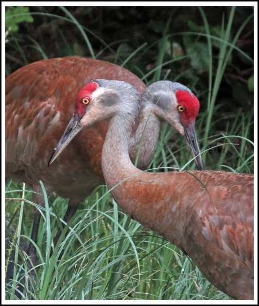 ColbySandhillsJul2018-IMG_9011_edited-1