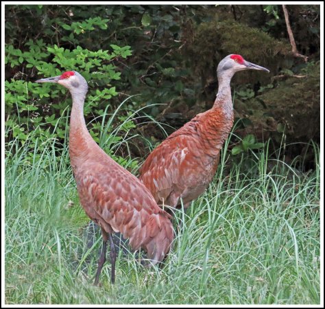 ColbySandhillsJul2018-IMG_9020_edited-1