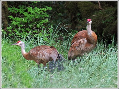 ColbySandhillsJul2018-IMG_9040_edited-1