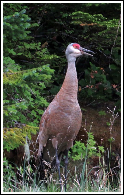 ColbySanhillJul2018-IMG_8977_edited-1