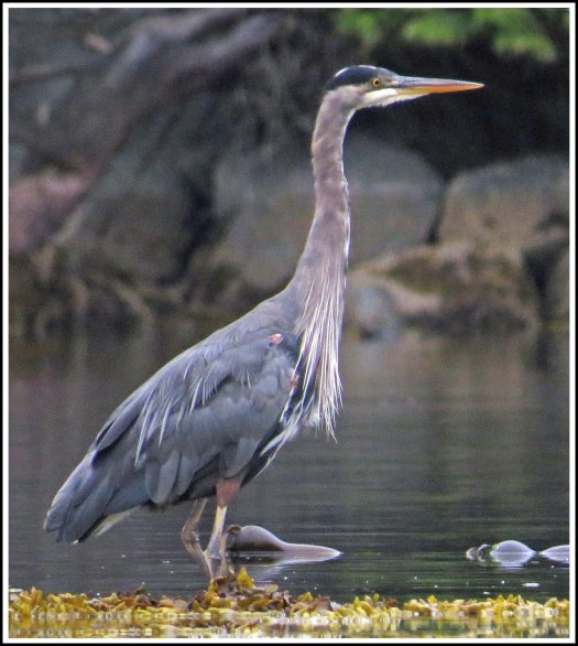 ErniesCoveHeronSept2018-IMG_4093_edited-1