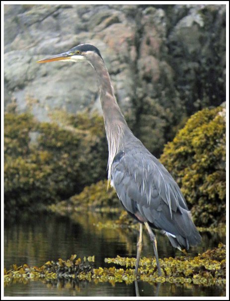 ErniesCoveHeronSept2018-IMG_4105_edited-1