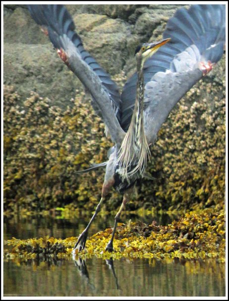 ErniesCoveHeronSept2018-IMG_4126_edited-1