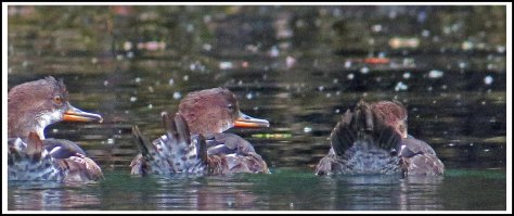 ErniesCoveHoodedMergansersSept2018-IMG_4276_edited-1