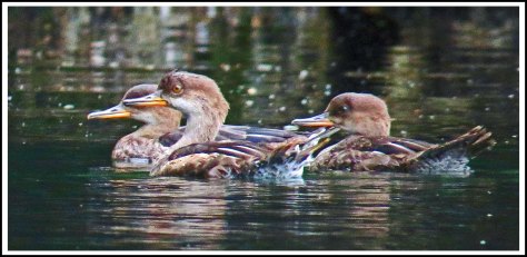 ErniesCoveHoodedMergansersSept2018-IMG_4299_edited-1