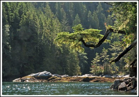 ErniesCoveScenerySept2018-IMG_4051_edited-1