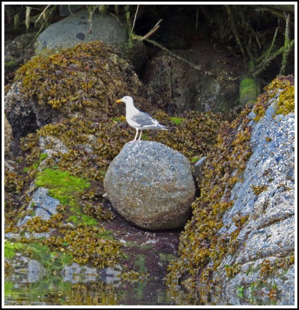 ErniesCoveSeagullSept2018-IMG_4042_edited-1