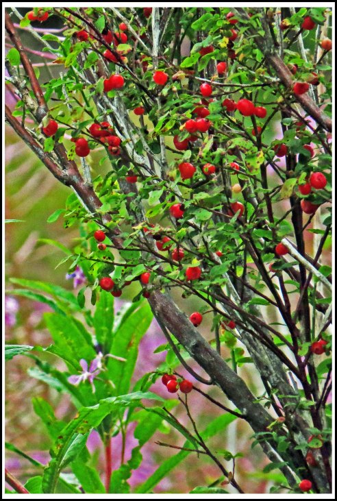 ForitBerriesAug2018-IMG_1183_edited-1