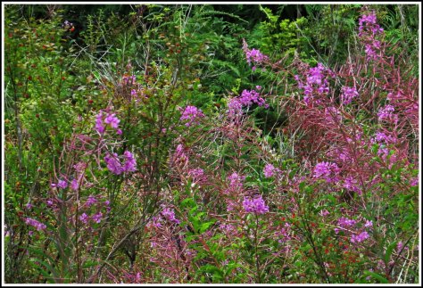 ForitFlowersAug2018-IMG_1168_edited-1