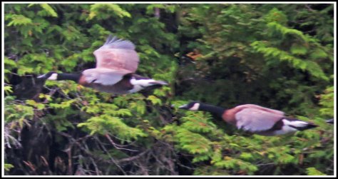 ForitHonkersAug2018-IMG_1149_edited-1