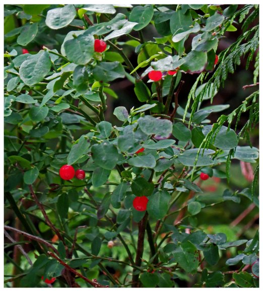 ForitHuckleberriesAug2018-IMG_1207_edited-2