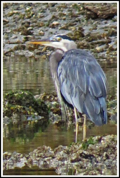 ForwardHeronSept2018-IMG_5035_edited-1