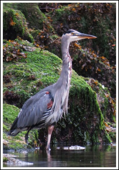 ForwardHeronSept2018-IMG_5086_edited-1