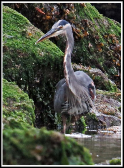 ForwardHeronSept2018-IMG_5095 (1)_edited-1