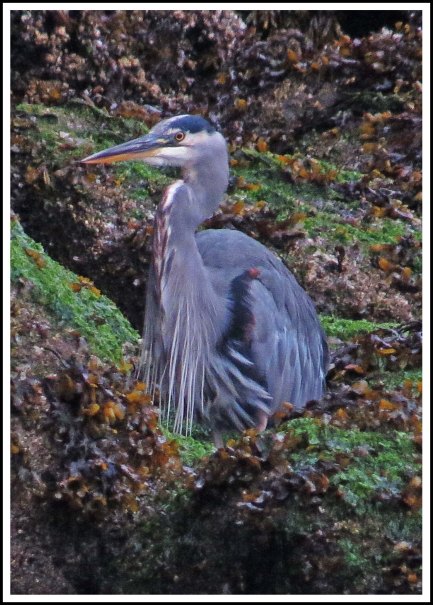 ForwardHeronSept2018-IMG_5670 (1)_edited-1