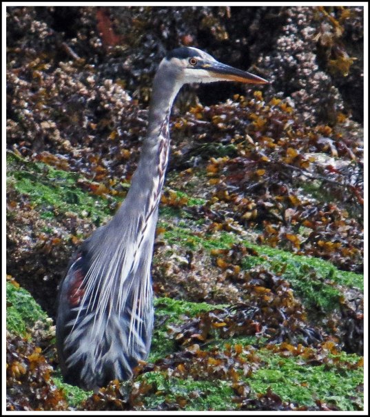 ForwardHeronSept2018-IMG_5694_edited-1