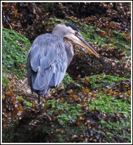 ForwardHeronSept2018-IMG_5727 (1)_edited-1.jpg