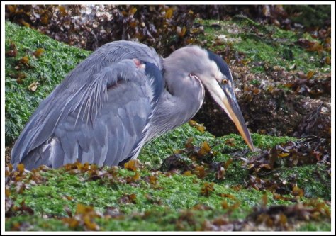 ForwardHeronSept2018-IMG_5777_edited-1