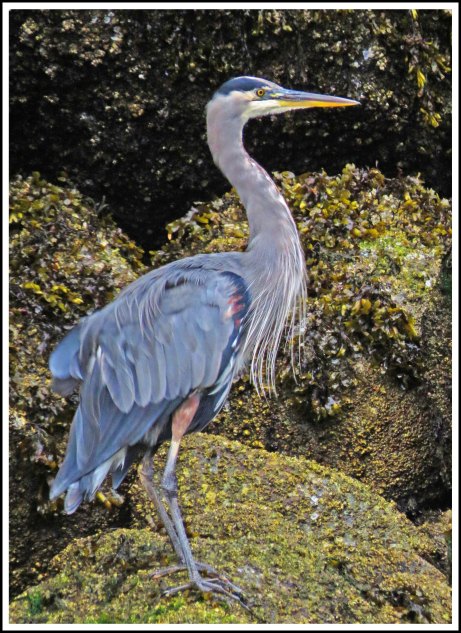 ForwardHeronSept2018-IMG_5820_edited-1