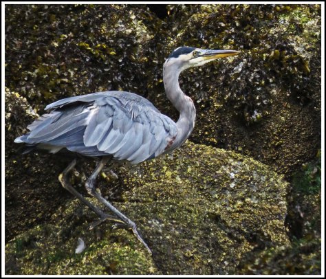 ForwardHeronSept2018-IMG_5826 (1)_edited-1