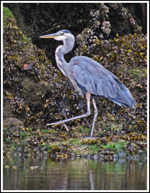 ForwardHeronSept2018-IMG_5841_edited-1