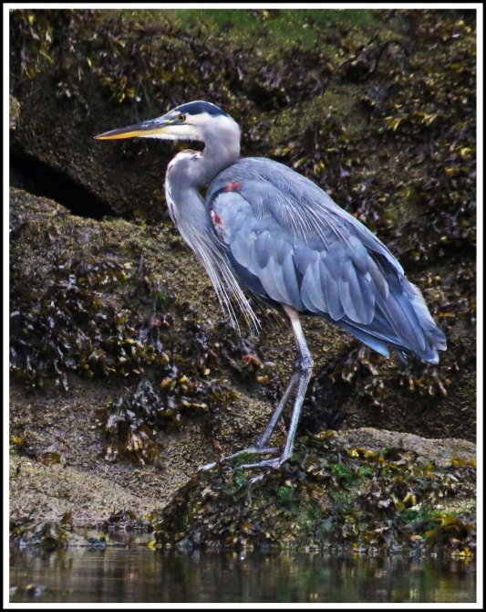 ForwardHeronSept2018-IMG_5852_edited-1