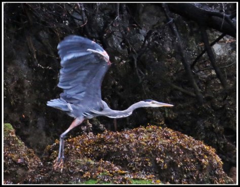 ForwardHeronSept2018-IMG_5862_edited-1