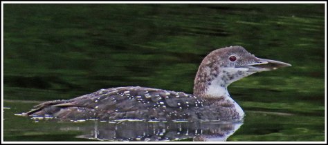 ForwardLoonSept2018-IMG_5049_edited-1