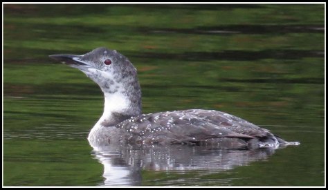 ForwardLoonSept2018-IMG_5054_edited-1