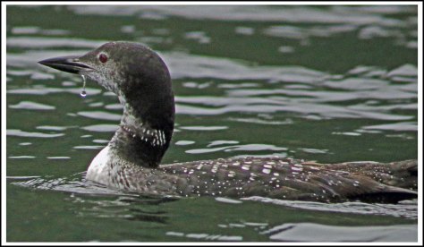 ForwardLoonSept2018-IMG_5127_edited-1