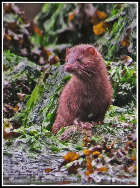 ForwardMinkSept2018-IMG_5290_edited-1