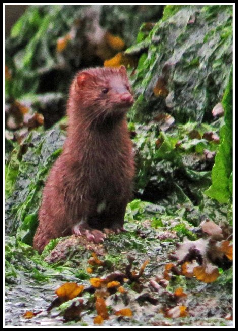 ForwardMinkSept2018-IMG_5291_edited-1