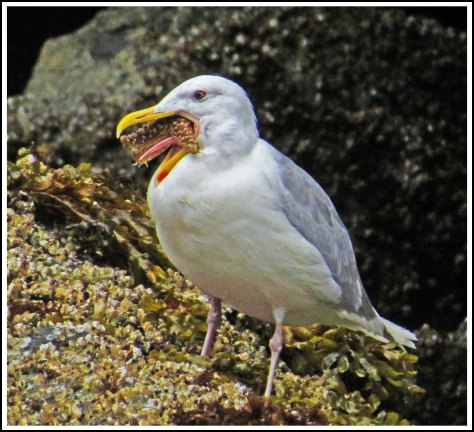 ForwardSeagullSept2018-IMG_5882_edited-1