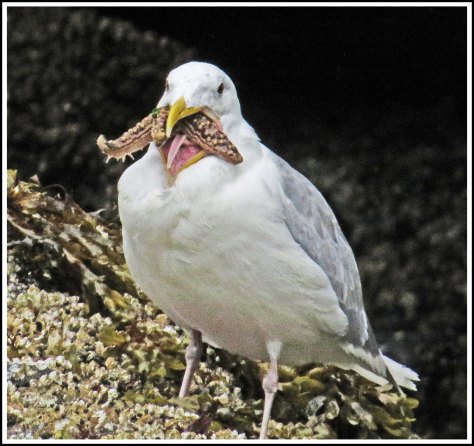 ForwardSeagullSept2018-IMG_5888_edited-1