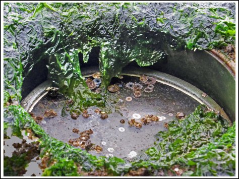 ForwardShipwreckSept2018-IMG_5401_edited-1