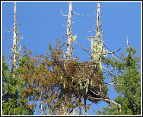 GreenIslandEagleNest2-IMG_3657_edited-1