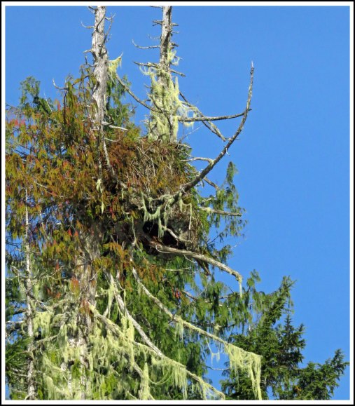 GreenIslandEagleNestAug2018-IMG_3653_edited-1