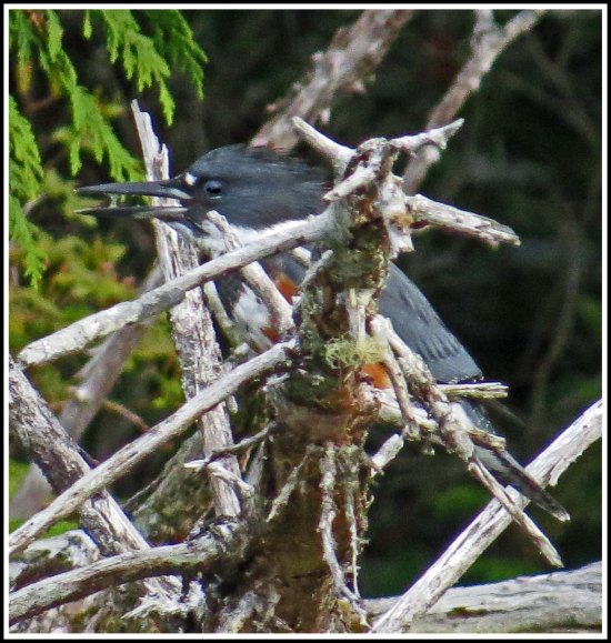 GreenIslandKingfisherAug2018-IMG_3536_edited-1