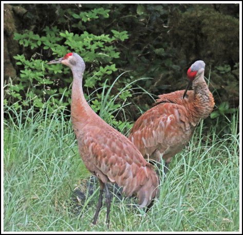 IColbySandhillsJul2018-MG_9018_edited-1