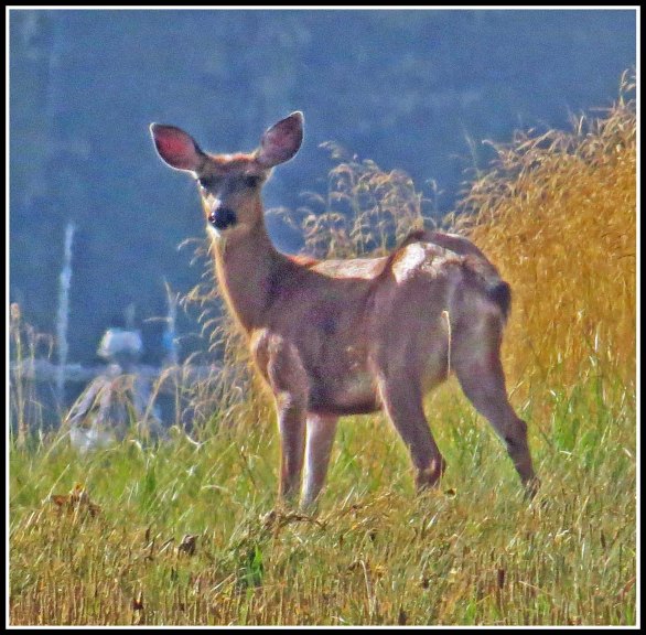 KakushdishDeerAug2018-IMG_0966_edited-1