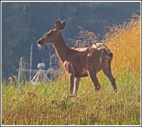 KakushdishDeerAug2018-IMG_0969_edited-1