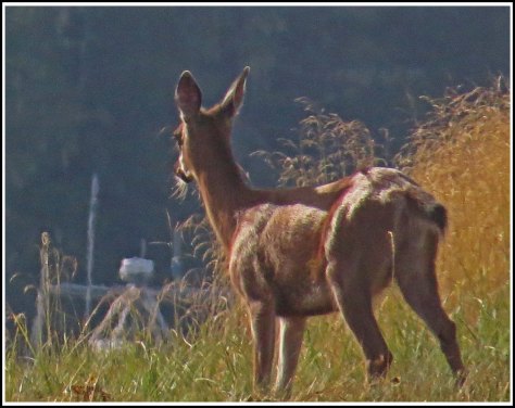 KakushdishDeerAug2018-IMG_0970_edited-1