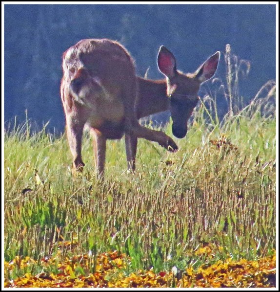 KakushdishDeerAug2018-IMG_0973 (1)_edited-1