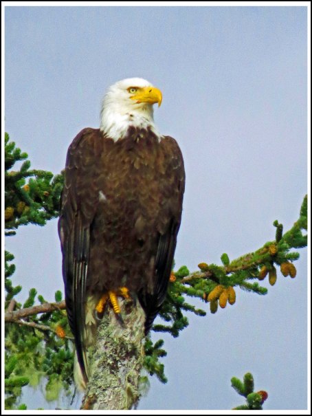 KakushdishEagleAug2018-IMG_0782_edited-1